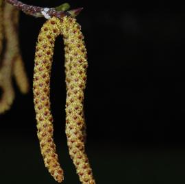   Inflorescences:   Betula papyrifera ; Photo by Eli Sagor, flickr.com
